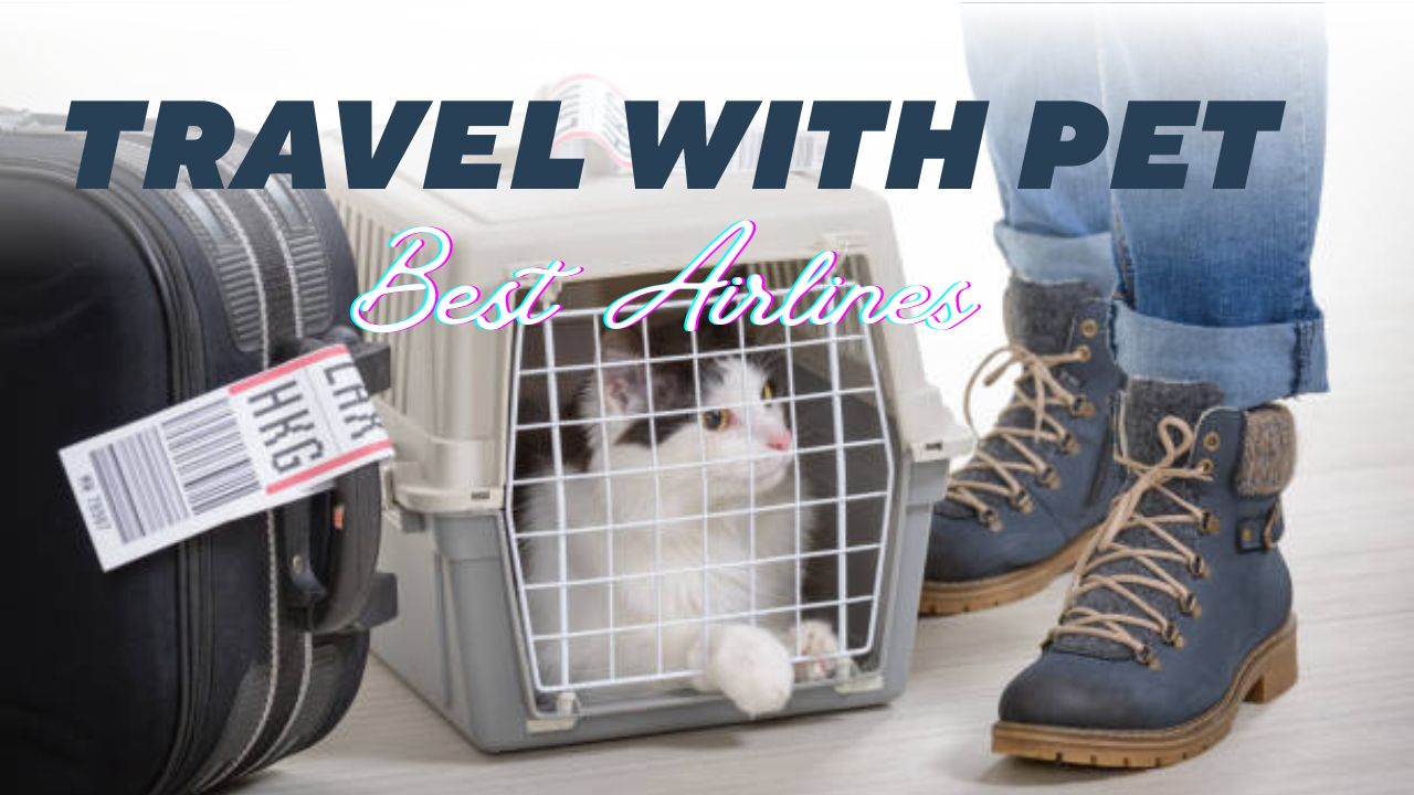 Best Airline to Travel With Pets